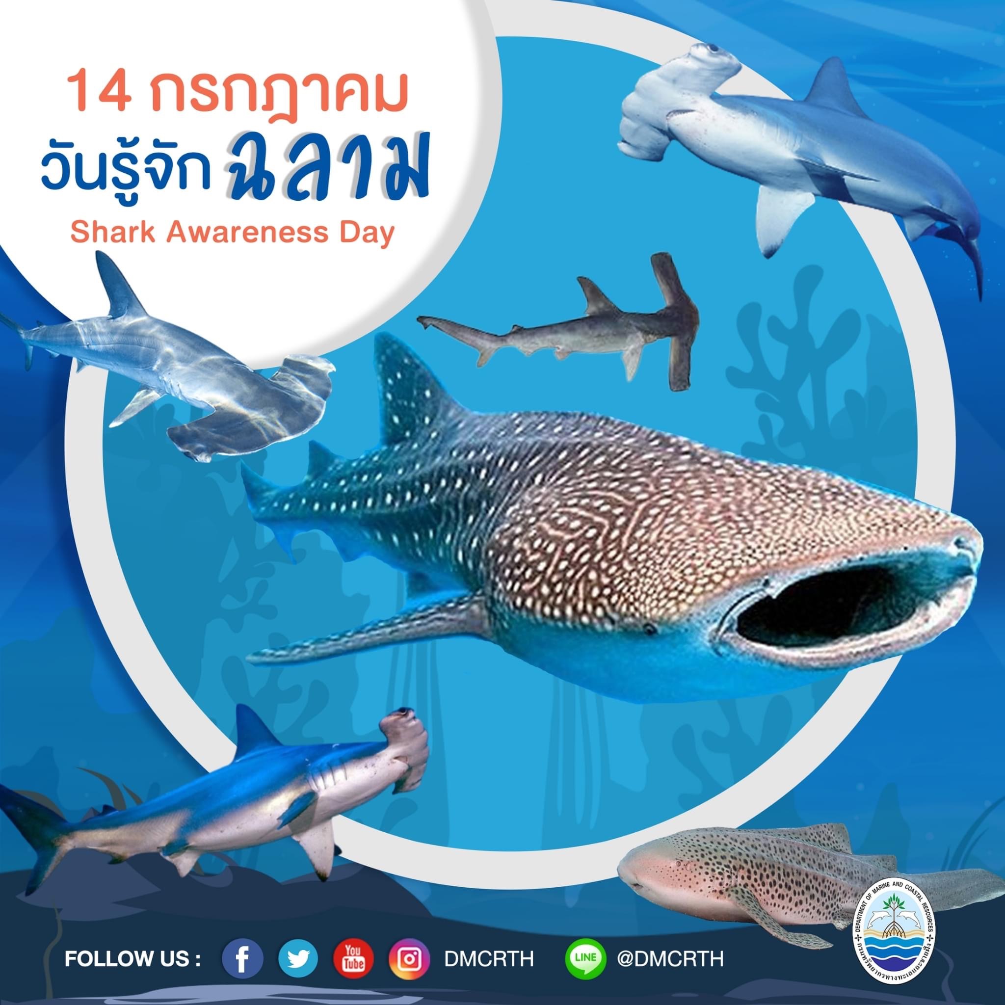 ฉลองไม่ฉลาม ๑๔ กรกฎาคม วันรู้จักปลาฉลาม