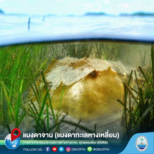 สวัสดี พี่น้องเครือข่ายอนุรักษ์ทะเลไทย