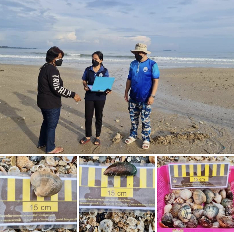 ผลตรวจสอบ หอยหลากชนิดเกยหาดปากคลองกรูน