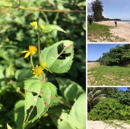 สำรวจต่อ พืชชายหาดที่มีศักยภาพในการฟื้นฟูหาดทรายเขตชุมพร