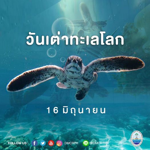 ๑๖ มิถุนายน วันเต่าทะเลโลก : World Sea Turtle Day