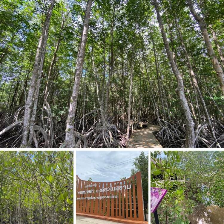 หายใจเต็มปอด มาเที่ยวหาดทรายดำป่าชายเลนแหลมงอบ