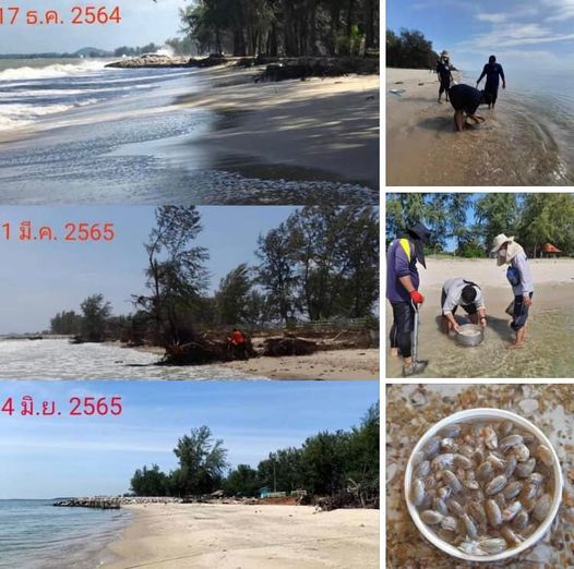 ตรวจสอบระบบนิเวศชายหาดสงขลา หลังแนวเขื่อน