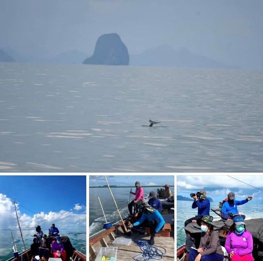 สำรวจโลมา อ่าวตะเสะ เกาะสุกร ในทะเลตรัง