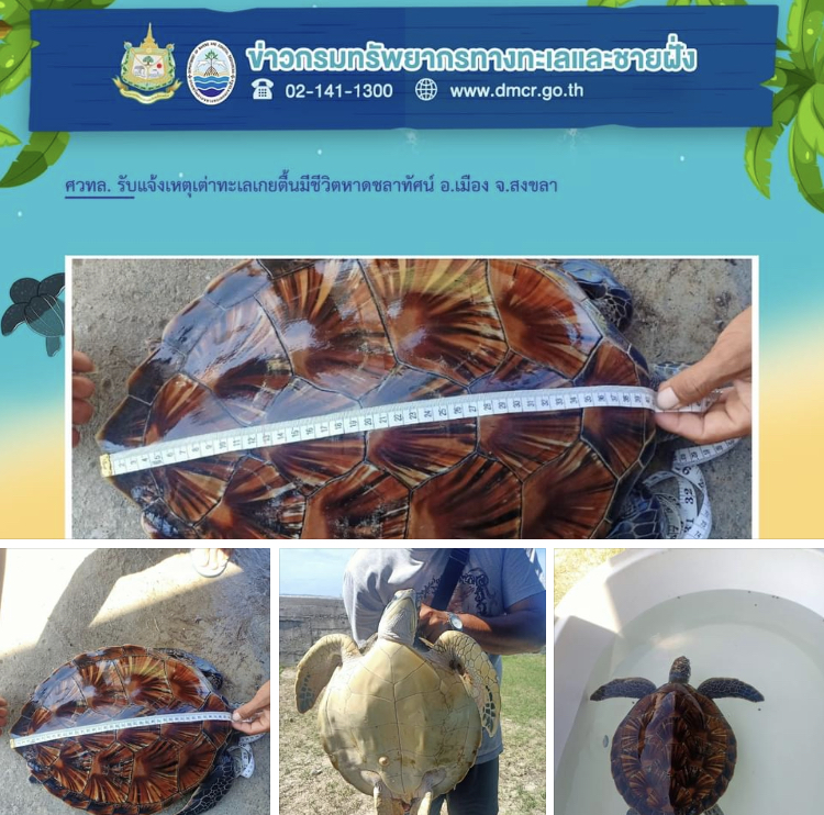กู้ภัยสงขลาสว่างร่วมใจ แจ้งพบเต่าทะเลเกยตื้นหาดชลาทัศน์