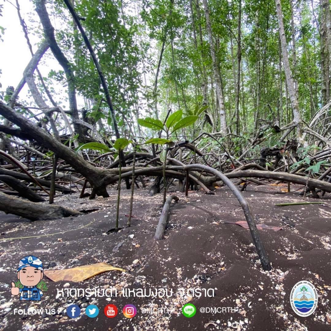 สวัสดี พี่น้องเครือข่ายอนุรักษ์ทะเลไทย