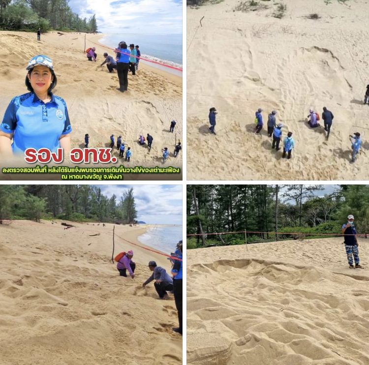 รอง อทช. ตรวจสอบรอยการเดินขึ้นวางไข่ของเต่ามะเฟือง หาดบางขวัญ จ.พังงา
