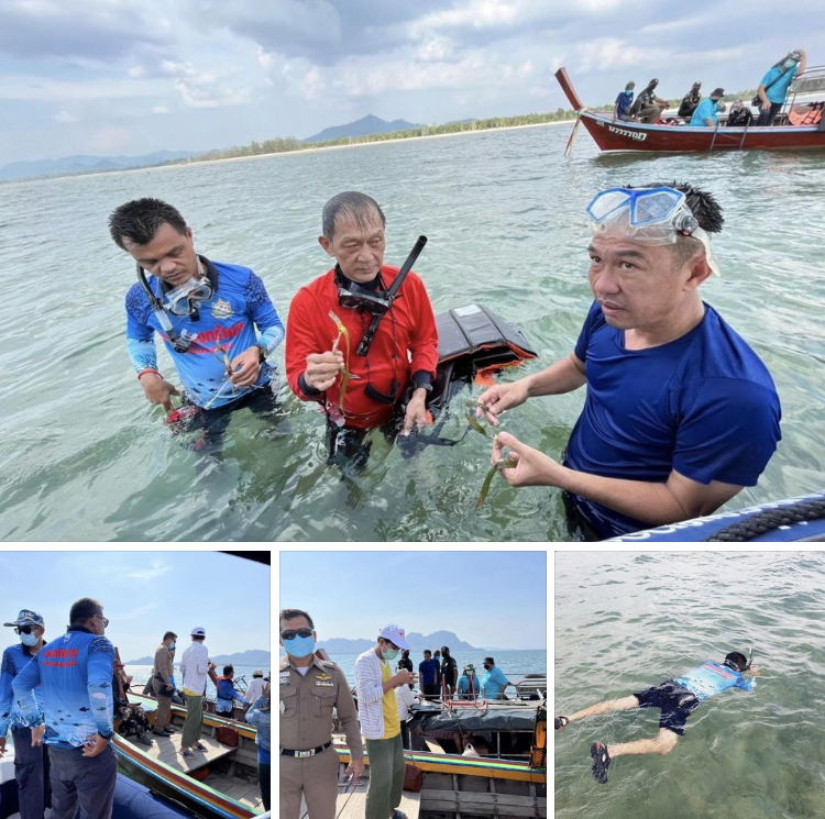 เร่งสำรวจความเสื่อมโทรมของแหล่งหญ้าทะเล จ.ตรัง
