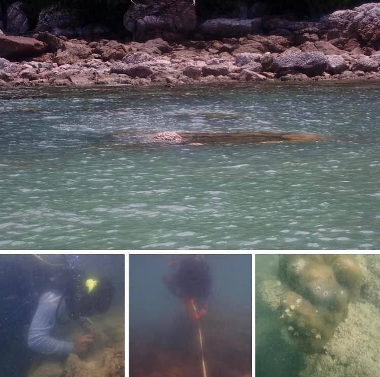 พาสำรวจแนวปะการังเกาะพลวย ทะเลสุราษฎร์ธานี