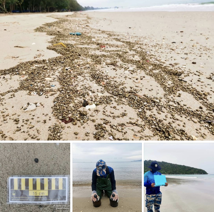 ผลกระทบหาดแม่รำพึงลดลงมาก จากเหตุน้ำมันดิบรั่วที่ผ่านมา