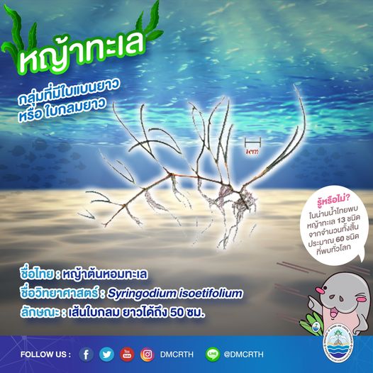 สินใต้ทะเล หญ้าทะเล แหล่งอนุบาลสัตว์น้อยใหญ่ใต้ทะเล ๒/๑๓