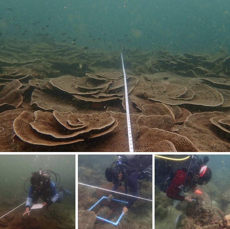 พาสำรวจสถานภาพทรัพยากรปะการังใต้ทะเลปะทิว จ.ชุมพร