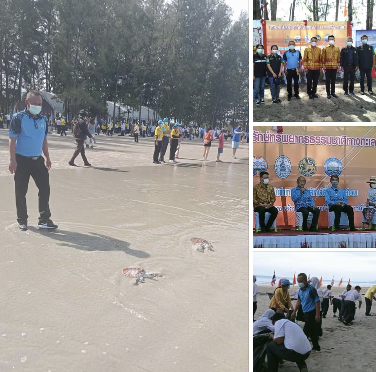ร่วมสภาการศึกษา ปล่อยเต่าทะเลและเก็บขยะชายหาดเกาะลันตา
