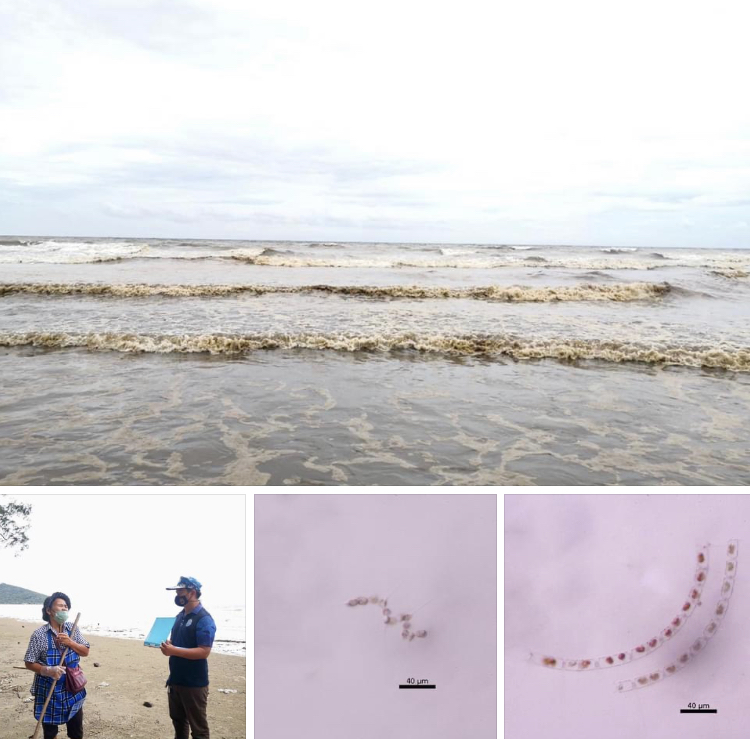 พบน้ำทะเลเปลี่ยนสี หาดแม่รำพึงทะเลระยอง