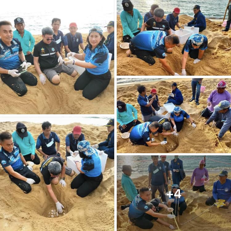 คนรักทะเลเฮ! ‘แม่เต่ามะเฟือง’วางไข่รังแรกของฤดูที่หาดบางขวัญ-พังงา
