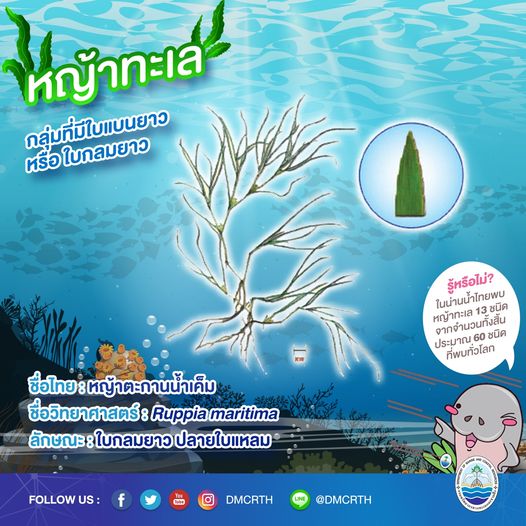 สินใต้ทะเล หญ้าทะเล แหล่งอนุบาลสัตว์น้อยใหญ่ใต้ทะเล ๓/๑๓