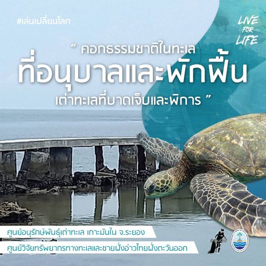 มาช่วย โตโน่ หาทุนซ่อมบำรุงคอกเลี้ยงเต่าทะเลแบบธรรมชาติ เกาะมันใน