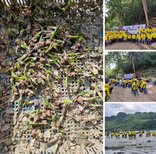 ชวนเครือข่ายชาวท้องเนียน ฟื้นฟูแหล่งหญ้าทะเลอ่าวเตล็ด