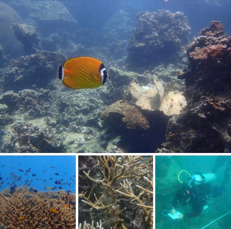 พาชมโลกสีคราม ใต้ทะเลเกาะพะงัน-เกาะสมุย