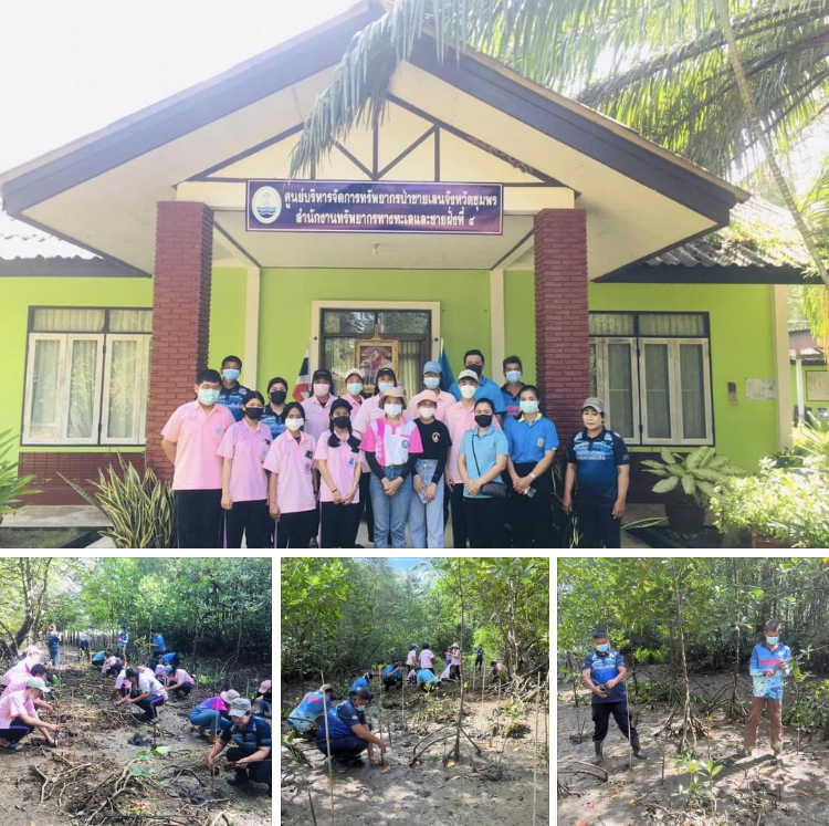 โรงเรียนนิรมลชุมพร จัดปลูกป่าชายเลนด่านสวี