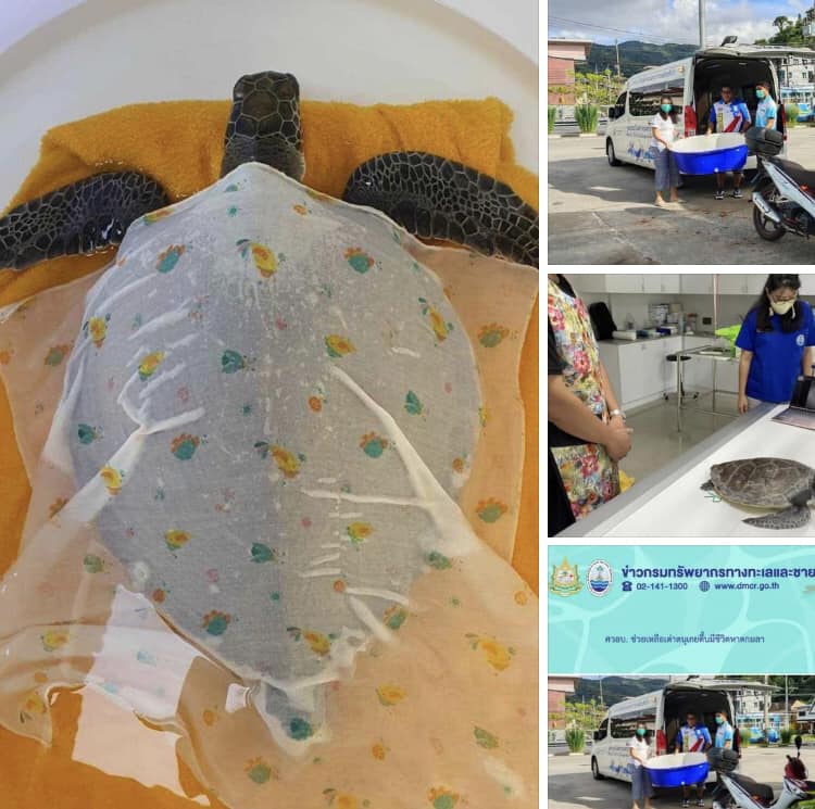 พบเต่าตนุป่วยลำไส้อุดตัน ลอยมาเกยตื้นที่หาดกมลา