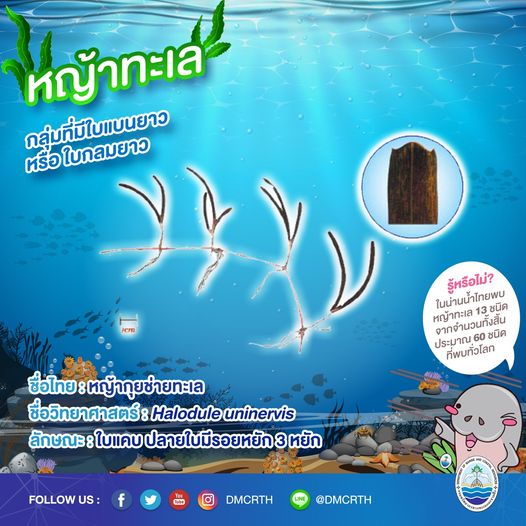 สินใต้ทะเล หญ้าทะเล แหล่งอนุบาลสัตว์น้อยใหญ่ใต้ทะเล ๔/๑๓