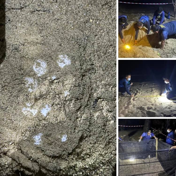 ดีใจ พบเต่าตนุขึ้นวางไข่ชายหาดนาใต้ ทะเลพังงา