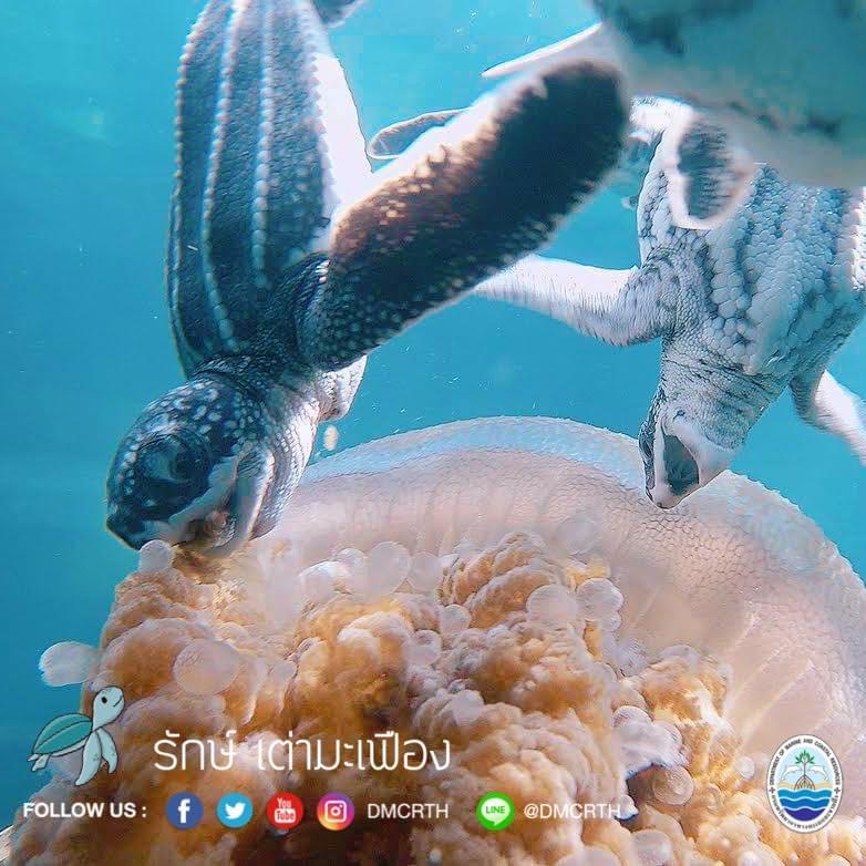 สวัสดี พี่น้องเครือข่ายอนุรักษ์ทะเลไทย