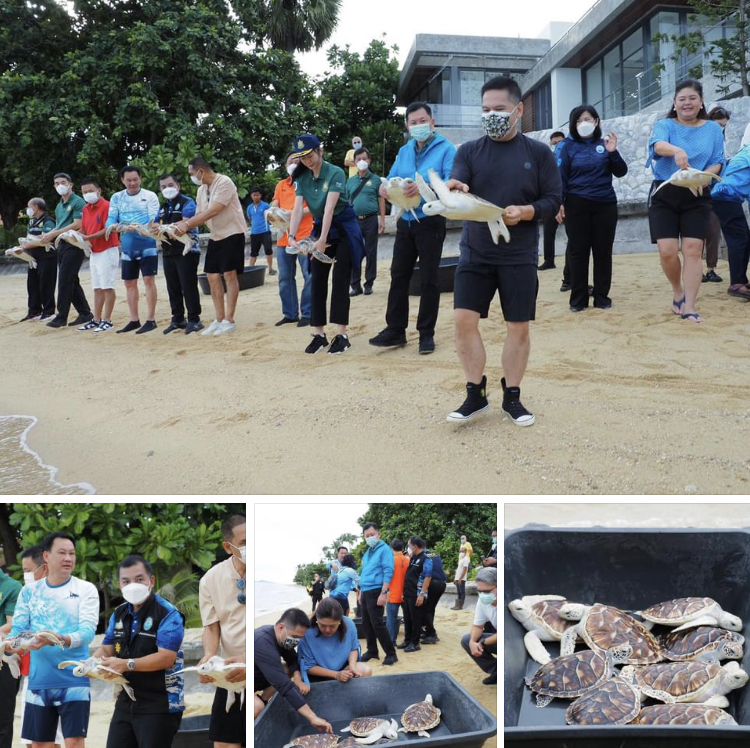 รมว.ทส. นำปล่อยเต่าตนุคืนสู่ถิ่นทะเลสมุย จ.สุราษฎร์ธานี