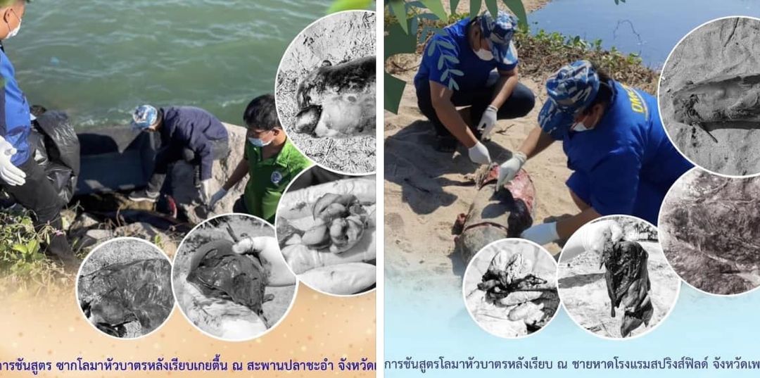 กรมทะเลและชายฝั่ง รายงานการพบสัตว์ทะเลหายาก (โลมา) เกยตื้นในพื้นที่จังหวัดเพชรบุรี วอนประชาชนร่วมกันดูแลอนุรักษ์