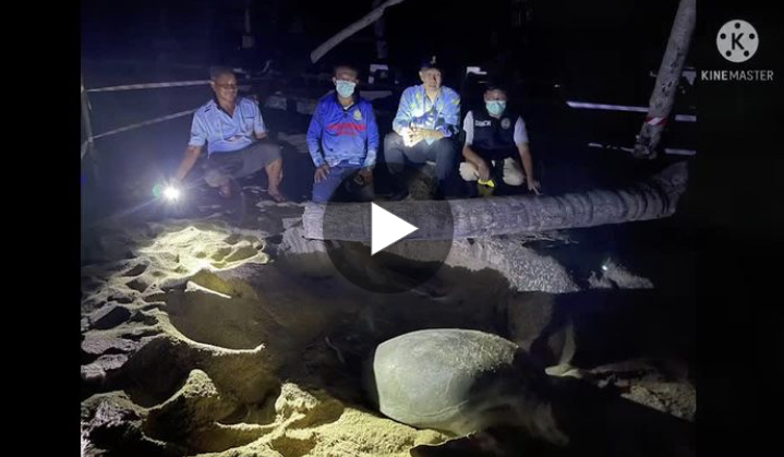 ขุดช่วย ย้ายรังเพิ่มโอกาสรอดลูกเต่าน้อยหาดราไวย์
