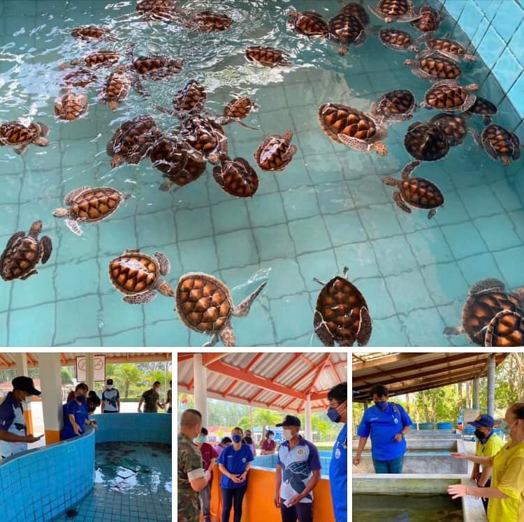 ทีมสัตวแพทย์ภูเก็ต ตรวจสุขภาพเต่าในฐานทัพเรือพังงา