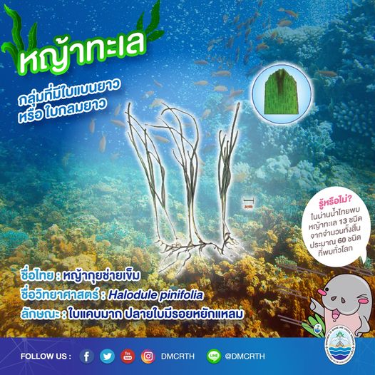 สินใต้ทะเล หญ้าทะเล แหล่งอนุบาลสัตว์น้อยใหญ่ใต้ทะเล ๕/๑๓