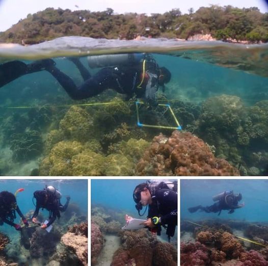 ปะการังเกาะล้าน ยังสวยไม่พบการฟอกขาวจากอุณหภูมิเพิ่ม