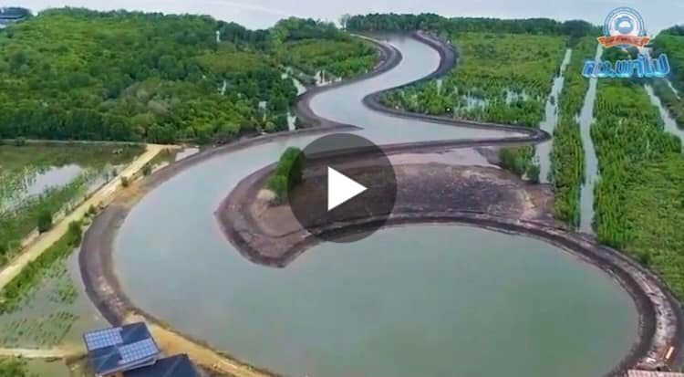 ทช.พาไป…เที่ยวสวนพฤกษศาสตร์ป่าชายเลนแห่งแรกของโลก
