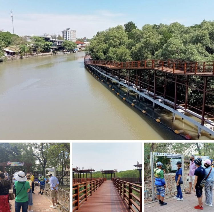 พาชมของดีอีกมุม สะพานเลียบชายป่า ชมมุมสูงป่าชายเลนระยอง