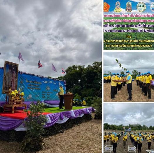 กองพันทหารราบที่๒ นำปลูกป่าชายเลนเฉลิมพระเกียรติระนอง