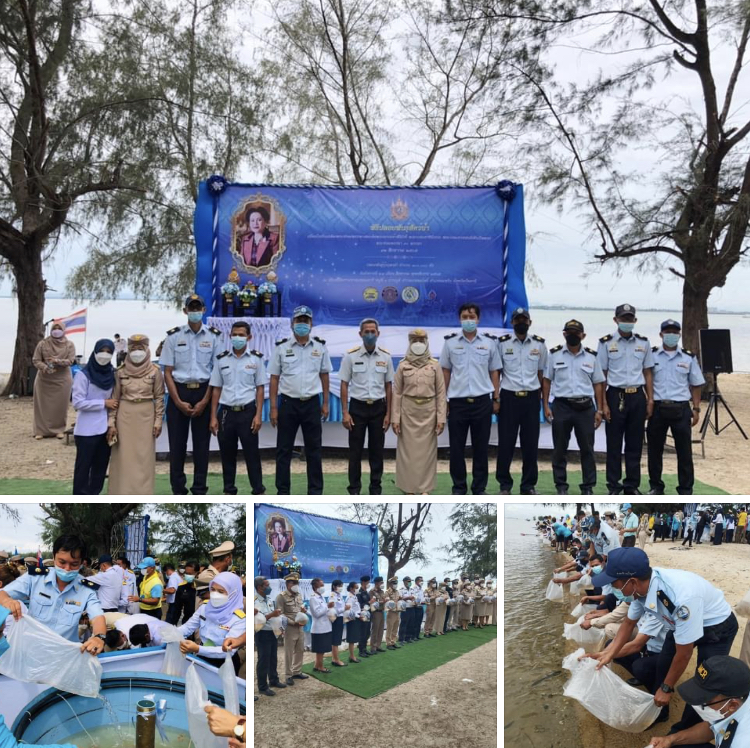 ชาวปัตตานี จัดงานปล่อยพันธุ์กุ้งกุลาดำ ริมชายหาดแหลมตาชี
