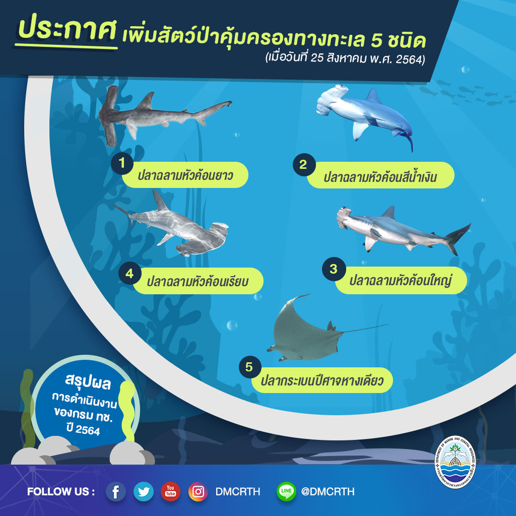 ผลการดำเนินงานกรม ทช. ปี ๒๕๖๔ การเพิ่มสัตว์คุ้มครองในทะเล