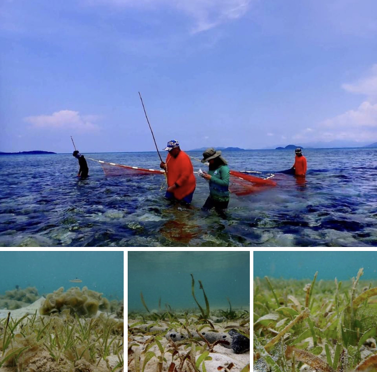 พาสำรวจความสมบูรณ์แหล่งหญ้าทะเล เกาะกระดาด