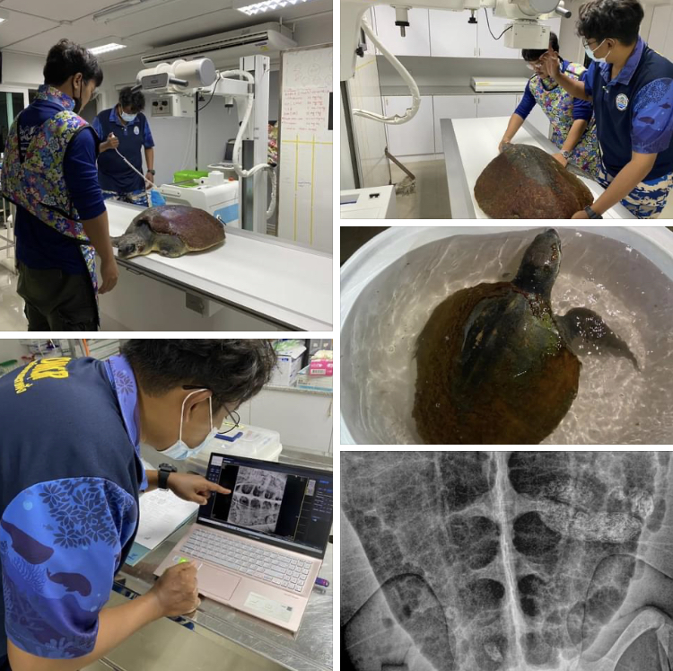 กรม ทช. รับแจ้งเต่าทะเลเกยตื้น บริเวณเกาะราชาน้อย จ.ภูเก็ต พร้อมให้การรักษา