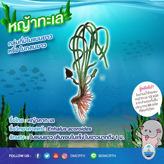 สินใต้ทะเล หญ้าทะเล แหล่งอนุบาลสัตว์น้อยใหญ่ใต้ทะเล ๖/๑๓