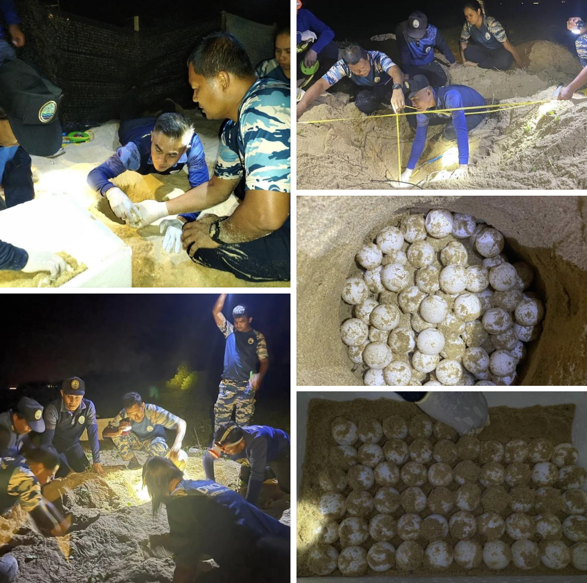 เฮ! พบรังไข่เต่ามะเฟืองรังที่ 5 บริเวณชายหาดนาเกลือ จ.พังงา
