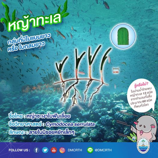 สินใต้ทะเล หญ้าทะเล แหล่งอนุบาลสัตว์น้อยใหญ่ใต้ทะเล ๗/๑๓