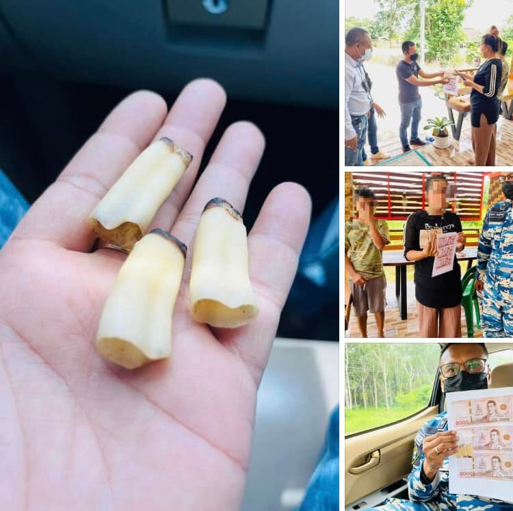 ล่อซื้อซากสัตว์สงวน ค้าออนไลน์ผิดกฎหมายลอบขายฟันพะยูน
