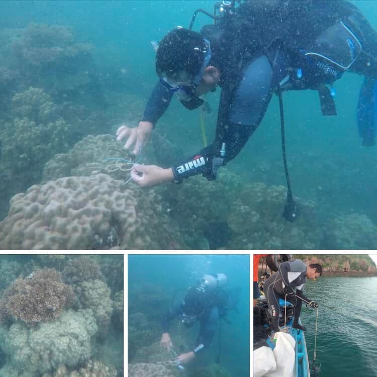 ปะการังทะเลประจวบคีรีขันธ์รอด ปีนี้ไม่ฟอกขาวแล้ว