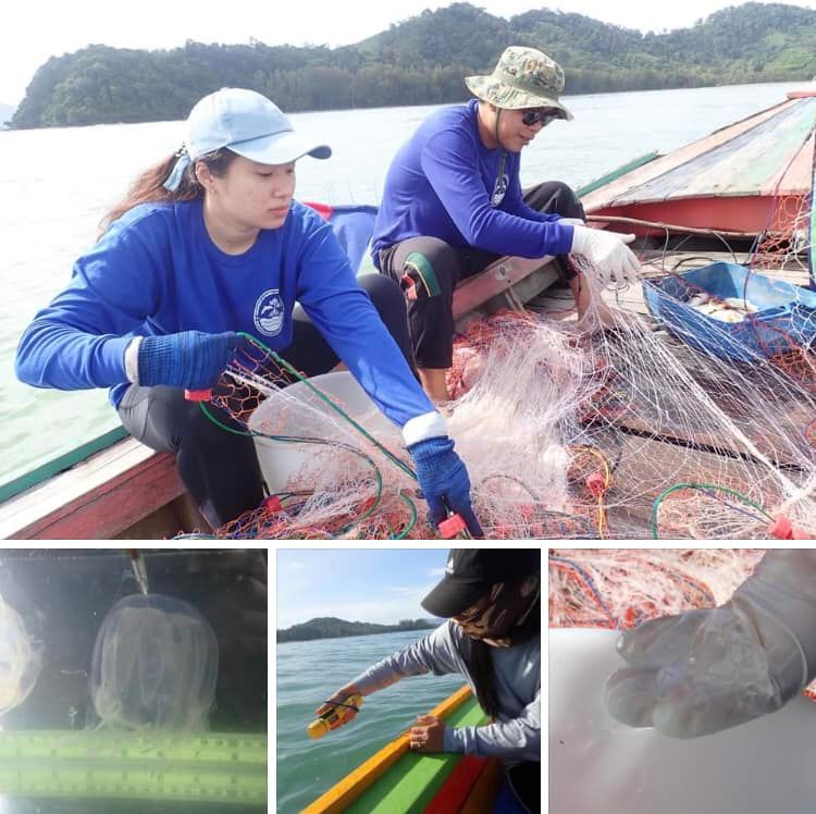 สำรวจแมงกะพรุนทะเลระนอง-พังงา พบชนิดเดียวกัน
