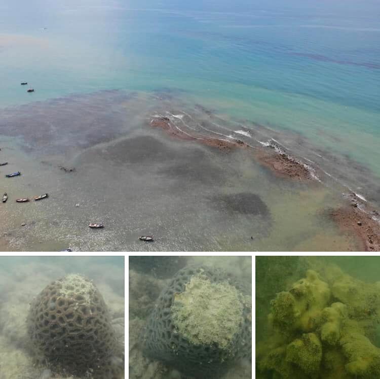 พาสำรวจแนวปะการังใต้ทะเลหาดพลา พบเสียหายจากตะกอน
