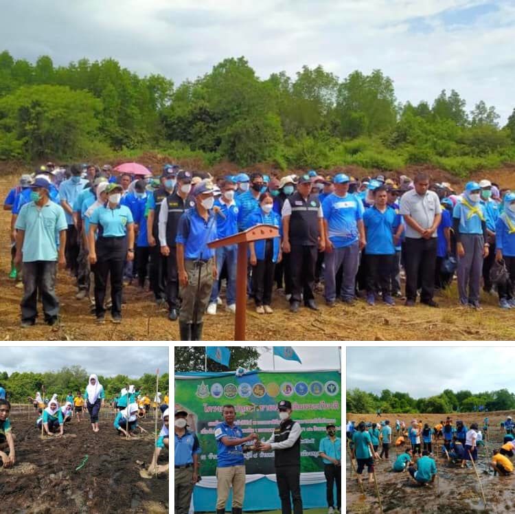 ชาวเจ๊ะบิลัง จัดงานใหญ่ปลูกป่าชายเลนสตูลเพื่อเฉลิมพระเกียรติ