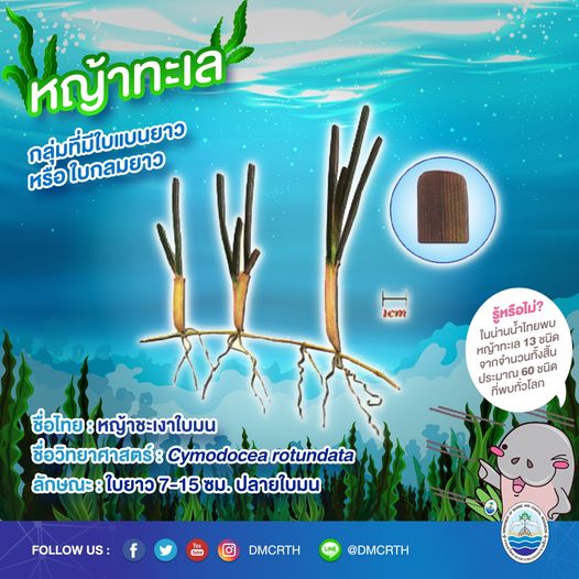 สินใต้ทะเล หญ้าทะเล แหล่งอนุบาลสัตว์น้อยใหญ่ใต้ทะเล ๘/๑๓